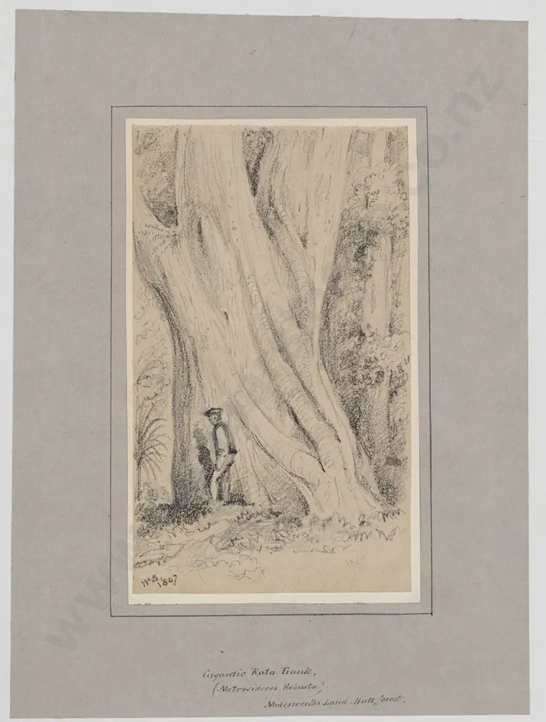 William Swainson (1789 - 1855) - Gigantic Rata Trunk Image 1++