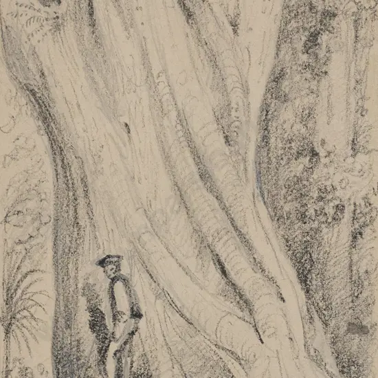 William Swainson (1789 - 1855) - Gigantic Rata Trunk
