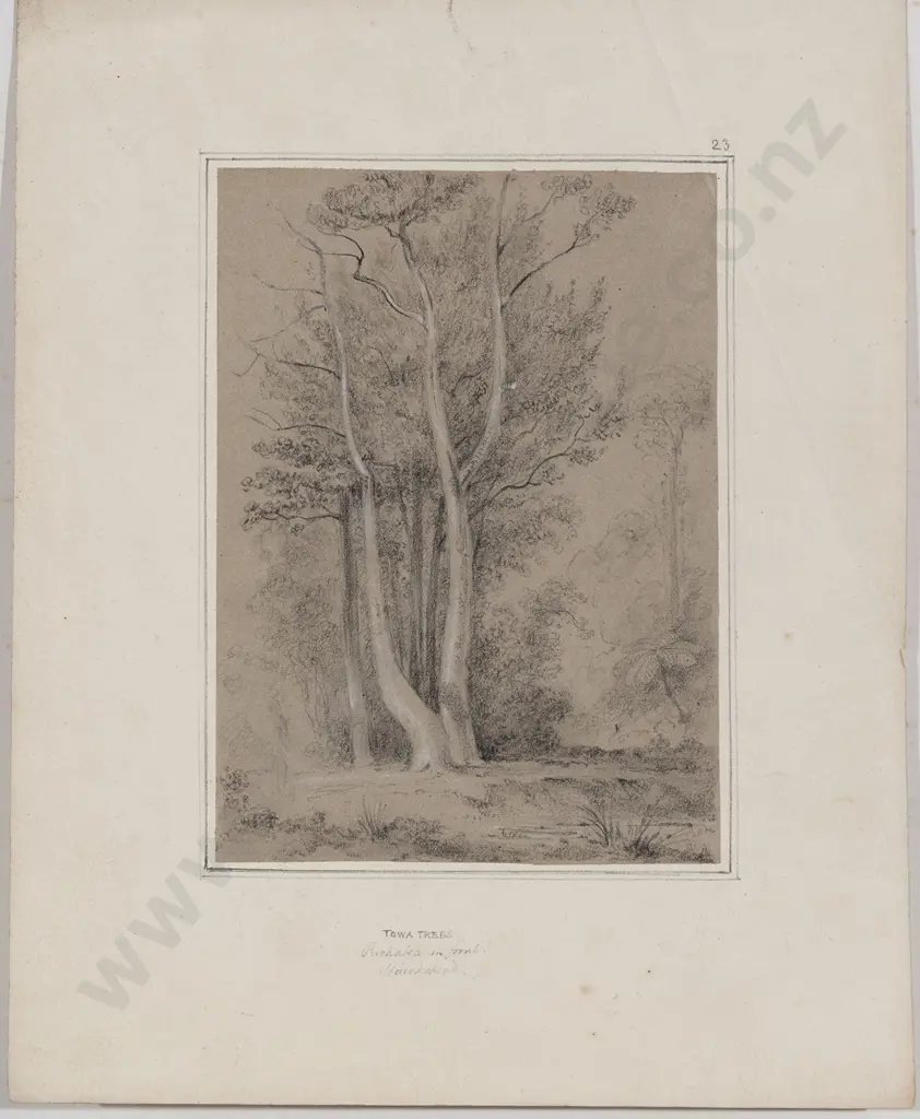 William Swainson (1789 - 1855) - Towa Trees Image 1++