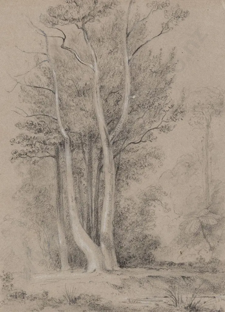 William Swainson (1789 - 1855) - Towa Trees Image 1++