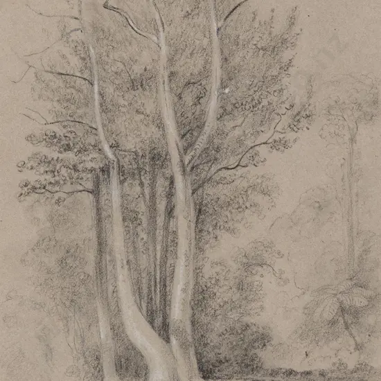 William Swainson (1789 - 1855) - Towa Trees