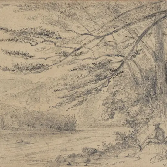 William Swainson (1789 - 1855) - Black Birch Trees