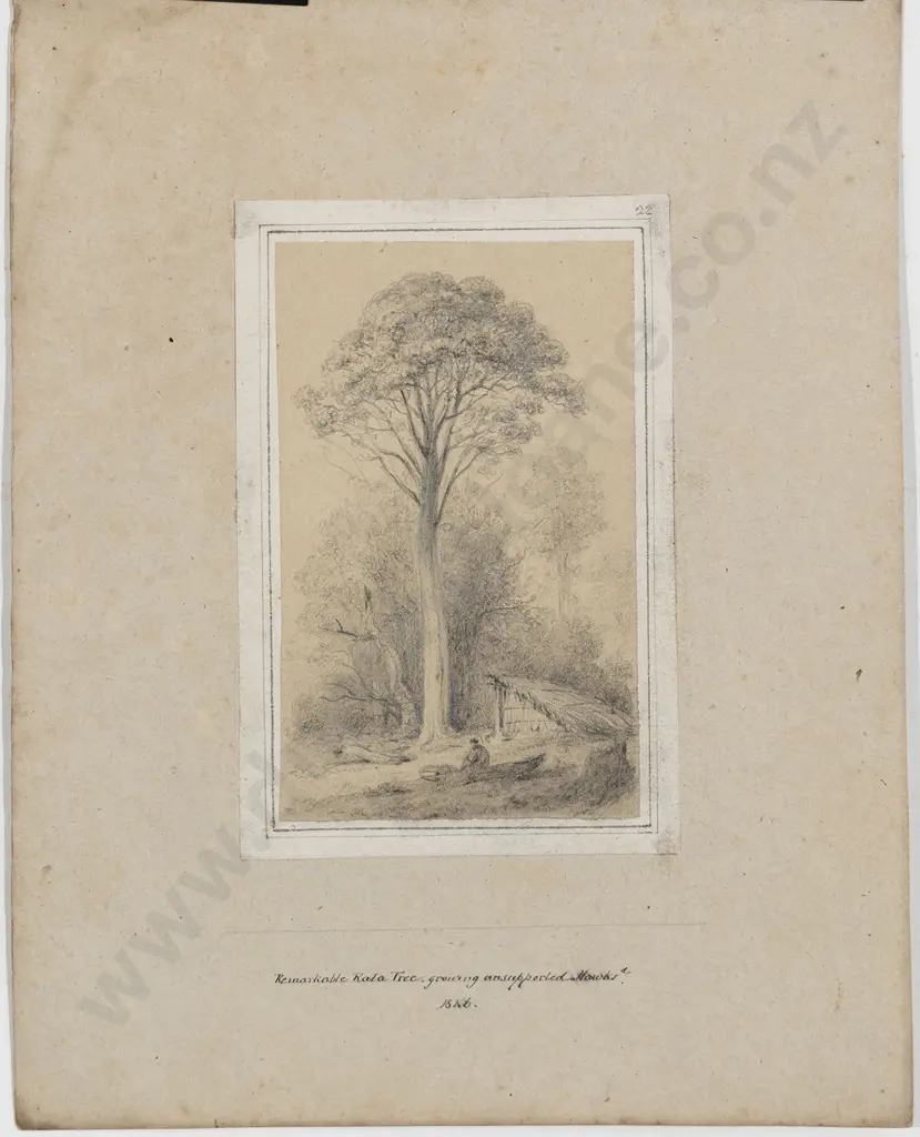 William Swainson (1789 - 1855) - Remarkable Rata Tree Image 1++