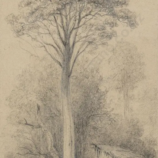 William Swainson (1789 - 1855) - Remarkable Rata Tree