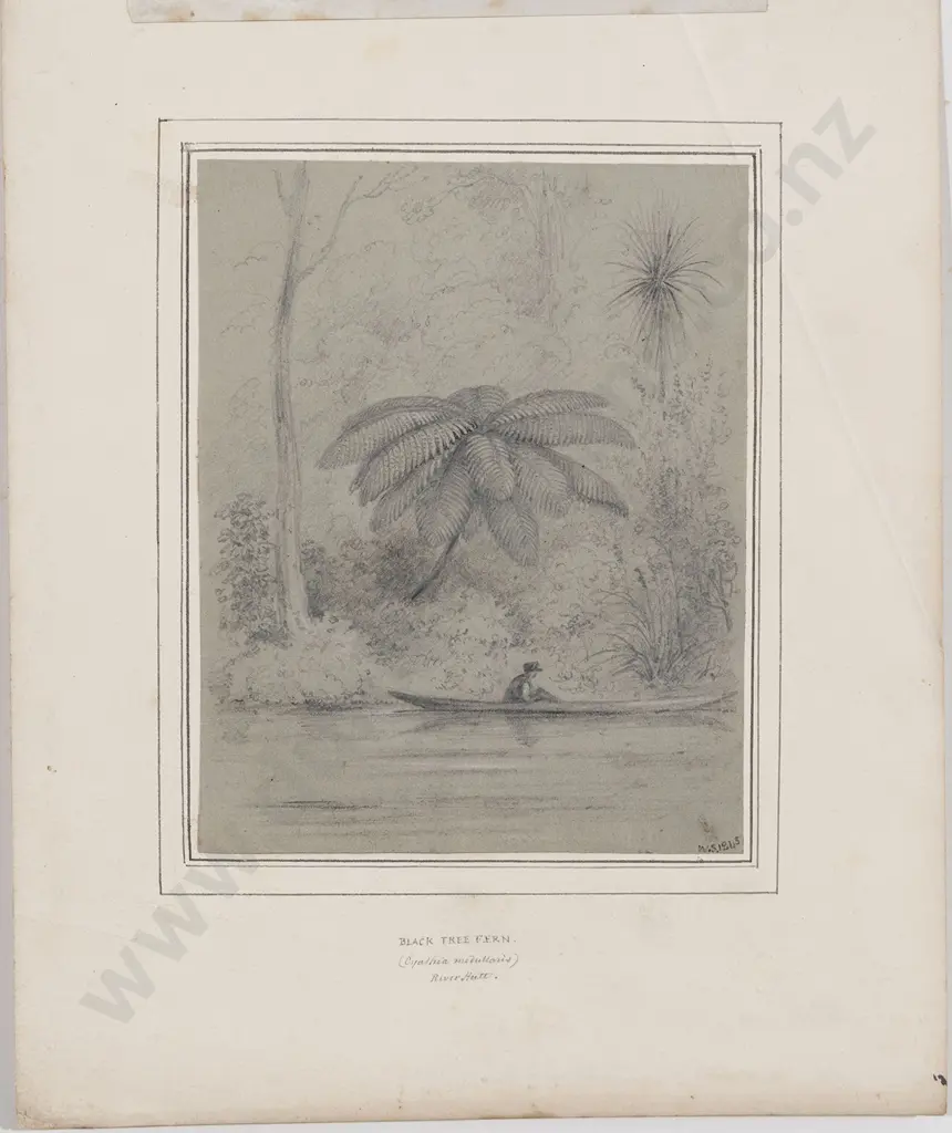 William Swainson (1789 - 1855) - Black Tree Fern Image 1++
