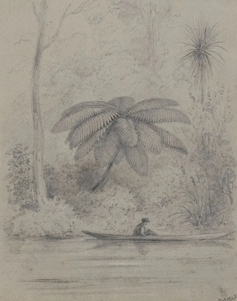 William Swainson (1789 - 1855) - Black Tree Fern Image 1++