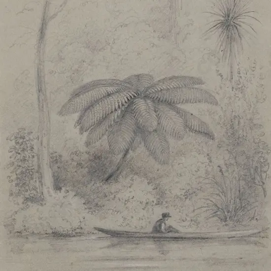 William Swainson (1789 - 1855) - Black Tree Fern