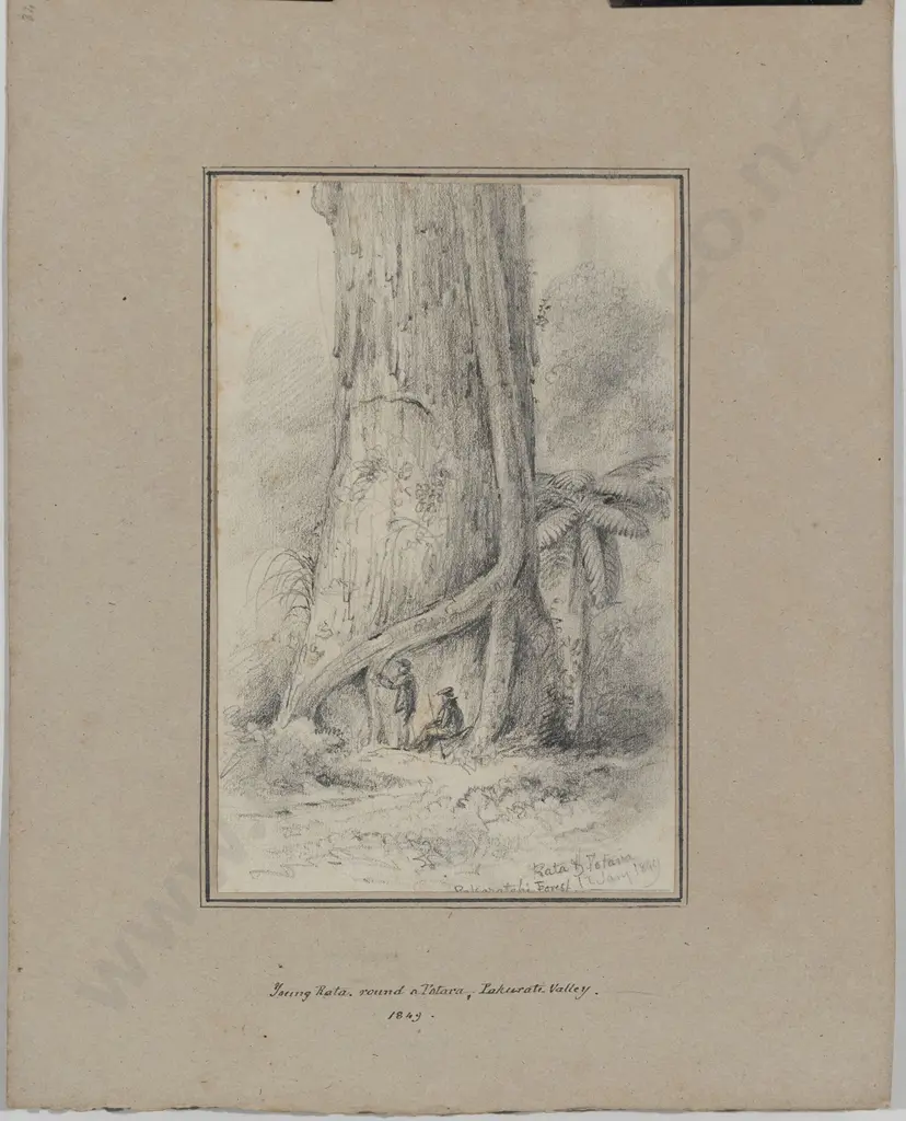 William Swainson (1789 - 1855) - Young Rata Image 1++