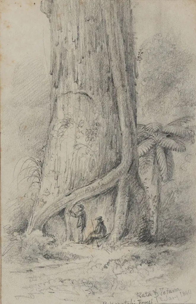 William Swainson (1789 - 1855) - Young Rata Image 1++