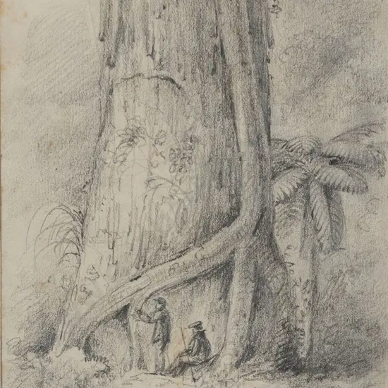 William Swainson (1789 - 1855) - Young Rata