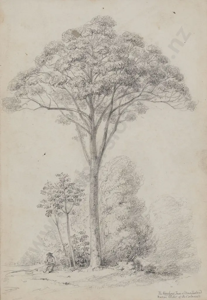 William Swainson (1789 - 1855) - How-How Image 1++