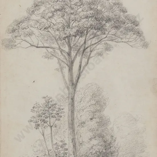 William Swainson (1789 - 1855) - How-How