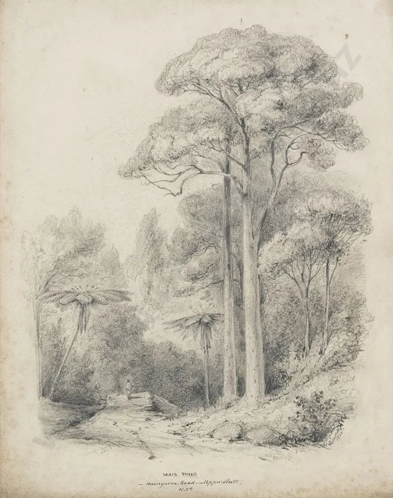 William Swainson (1789 - 1855) - Maie Pines Image 1++