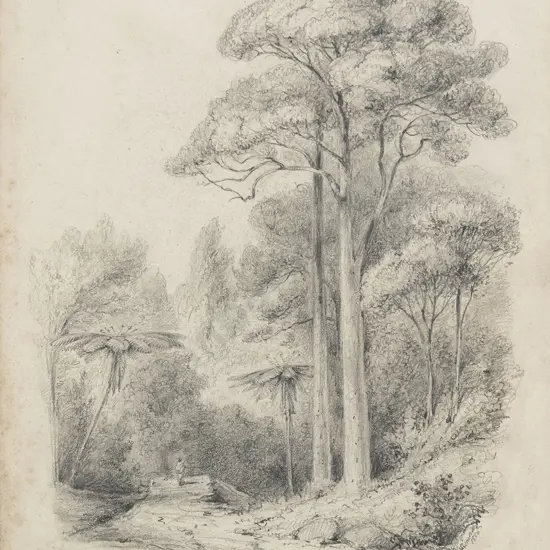 William Swainson (1789 - 1855) - Maie Pines
