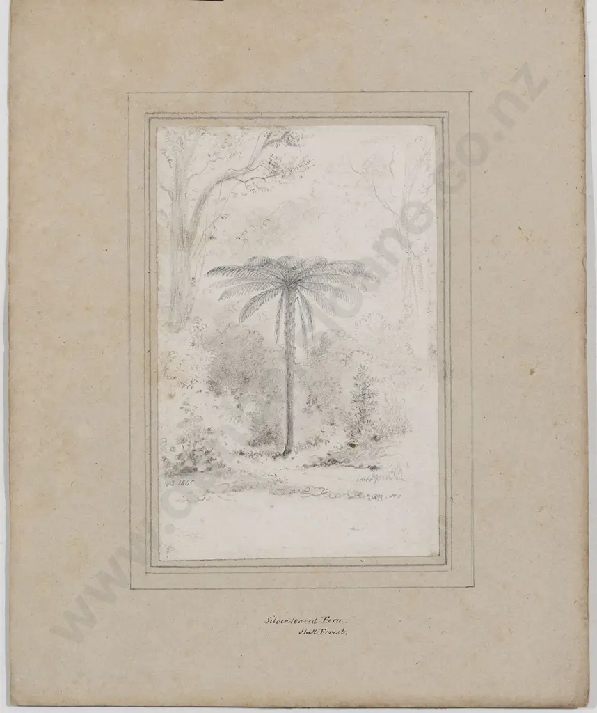 William Swainson (1789 - 1855) - Silver-leaved Fern Hutt Forest Image 1++