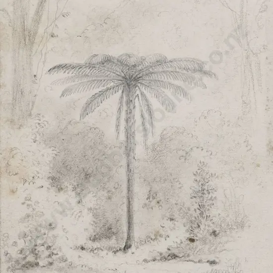 William Swainson (1789 - 1855) - Silver-leaved Fern Hutt Forest