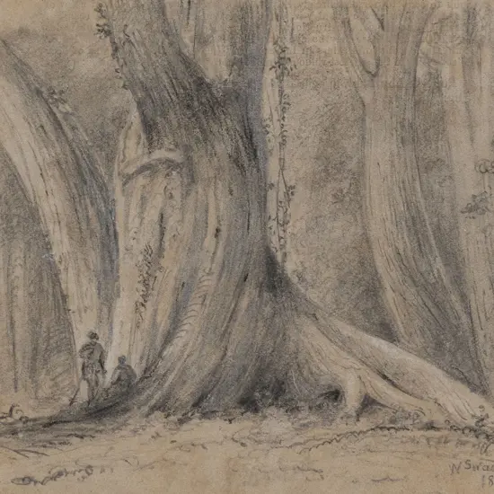 William Swainson (1789 - 1855) - Remarkable Rata