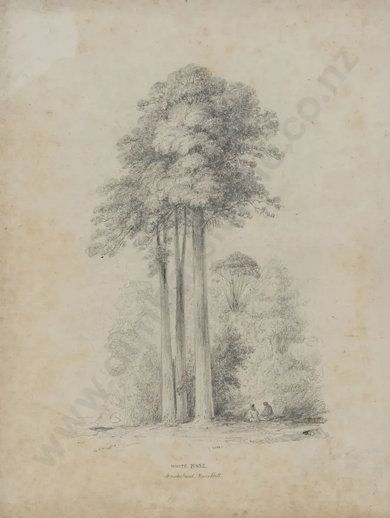William Swainson (1789 - 1855) - White Pines Image 1++