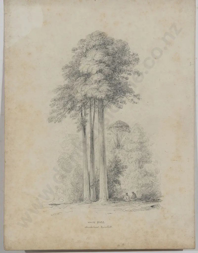 William Swainson (1789 - 1855) - White Pines Image 1++
