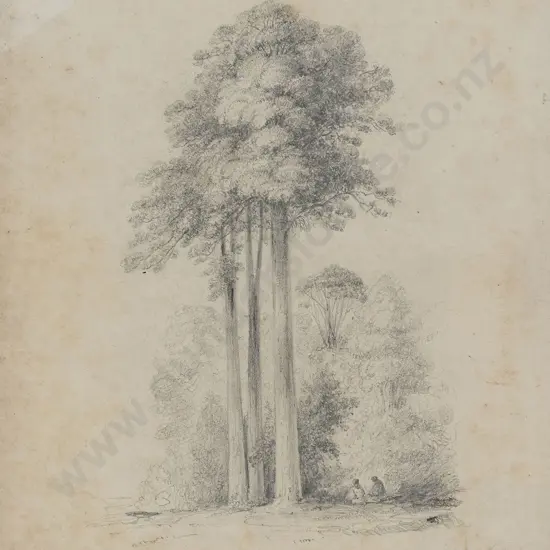 William Swainson (1789 - 1855) - White Pines