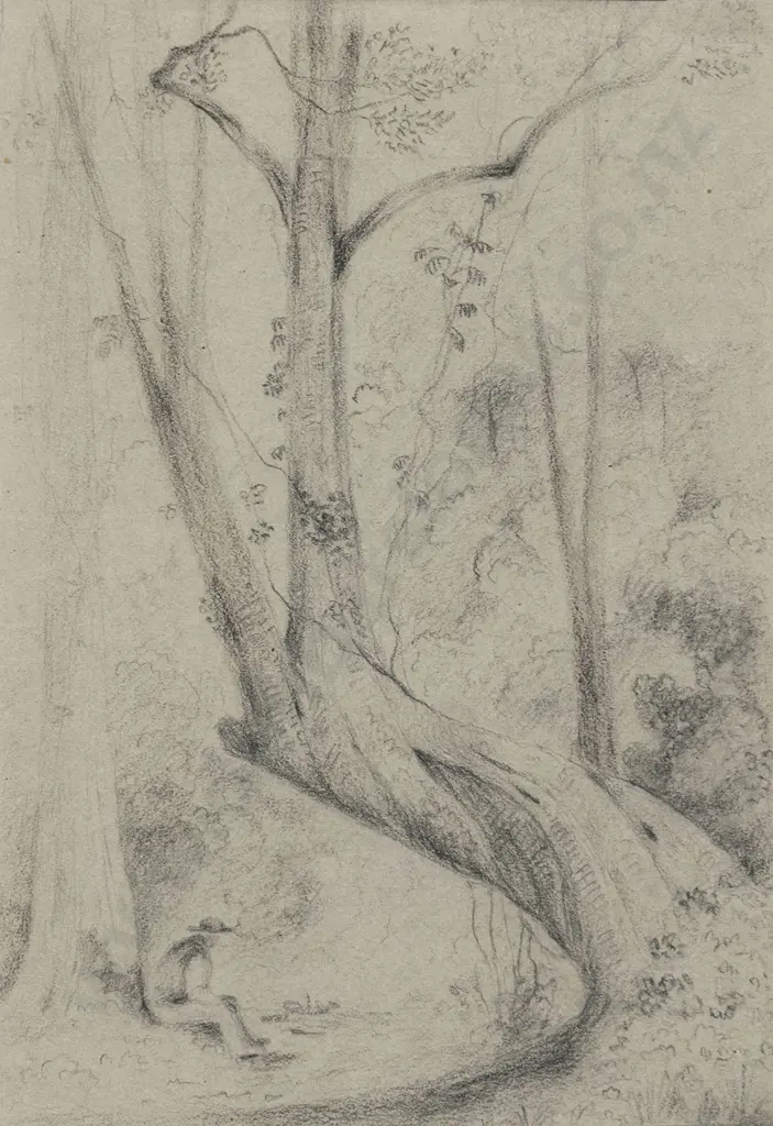 William Swainson (1789 - 1855) - Tawa Tree Image 1++