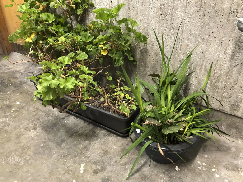 Two House Plants in Plastic Planters Image 1++