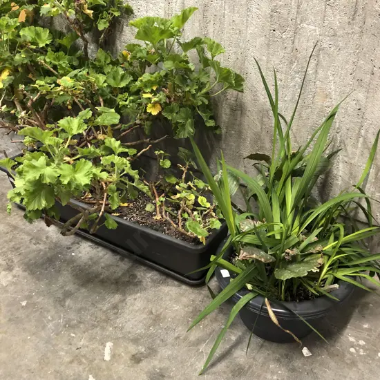 Two House Plants in Plastic Planters