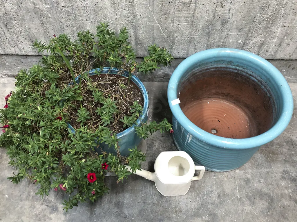 Planted Glazed Ceramic Pot with Other Large Pot etc Image 1++