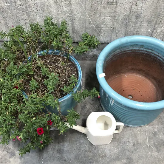 Planted Glazed Ceramic Pot with Other Large Pot etc