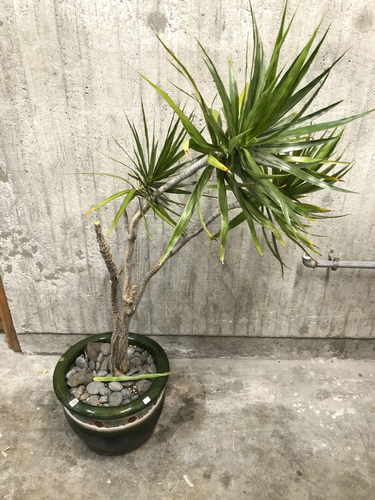 Large Planted Pot Image 1++