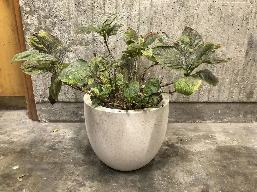 Large Planted Terrazzo Pot Image 1++