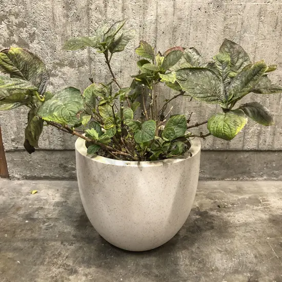 Large Planted Terrazzo Pot
