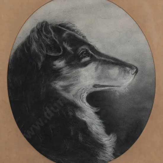 Alice Spratt - Collie