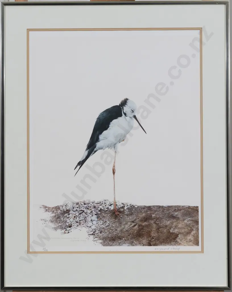 Raymond Ching (b 1939) - NZ Pied Stilt Image 1++