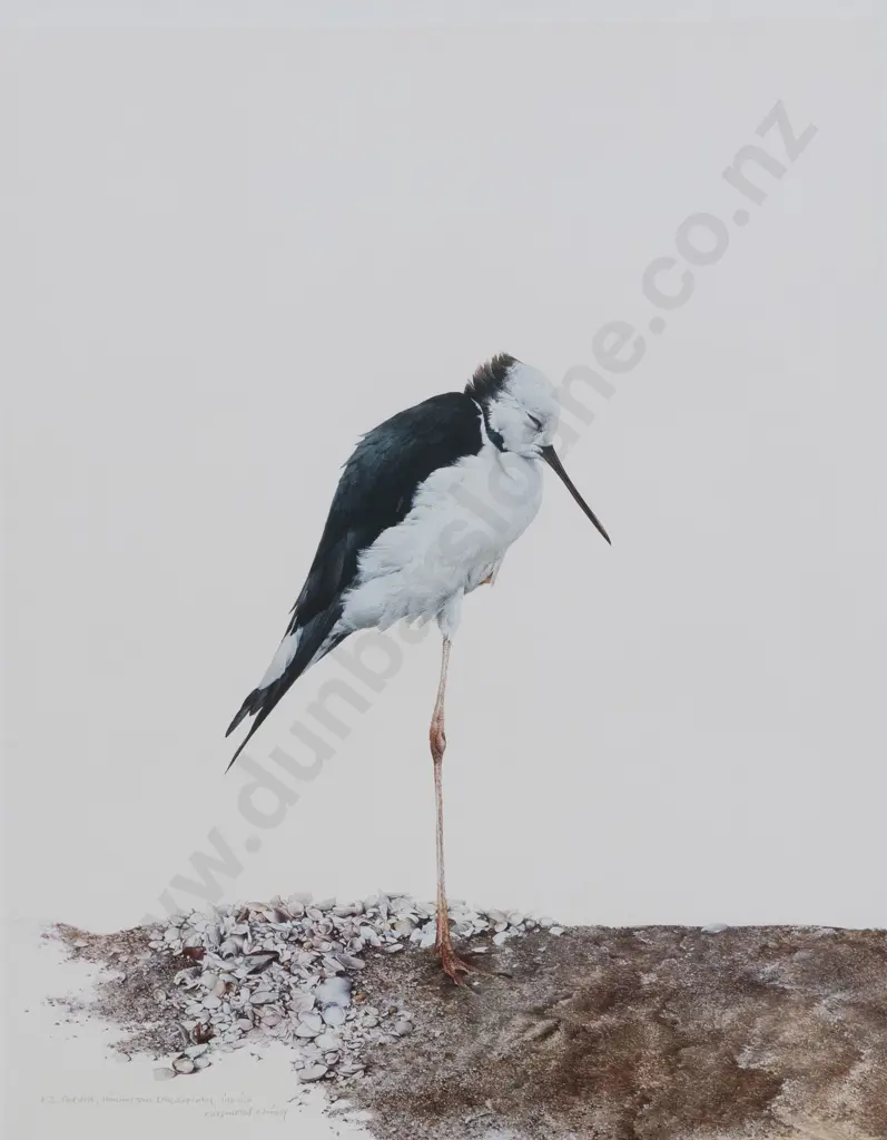 Raymond Ching (b 1939) - NZ Pied Stilt Image 1++