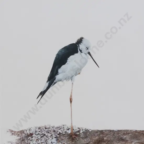 Raymond Ching (b 1939) - NZ Pied Stilt