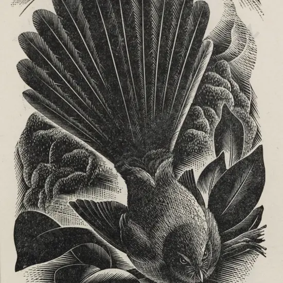 E Mervyn Taylor (1906 - 1964) - Fantail