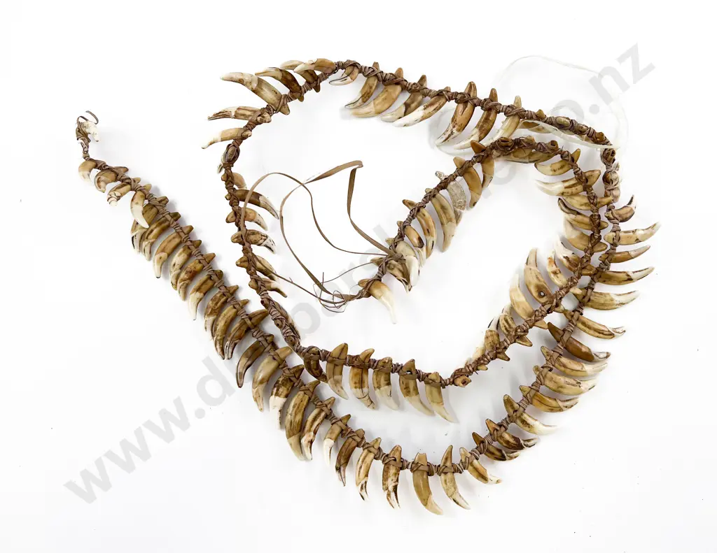 A Papua New Guinea Warriors Dog Tooth Necklace Image 1++