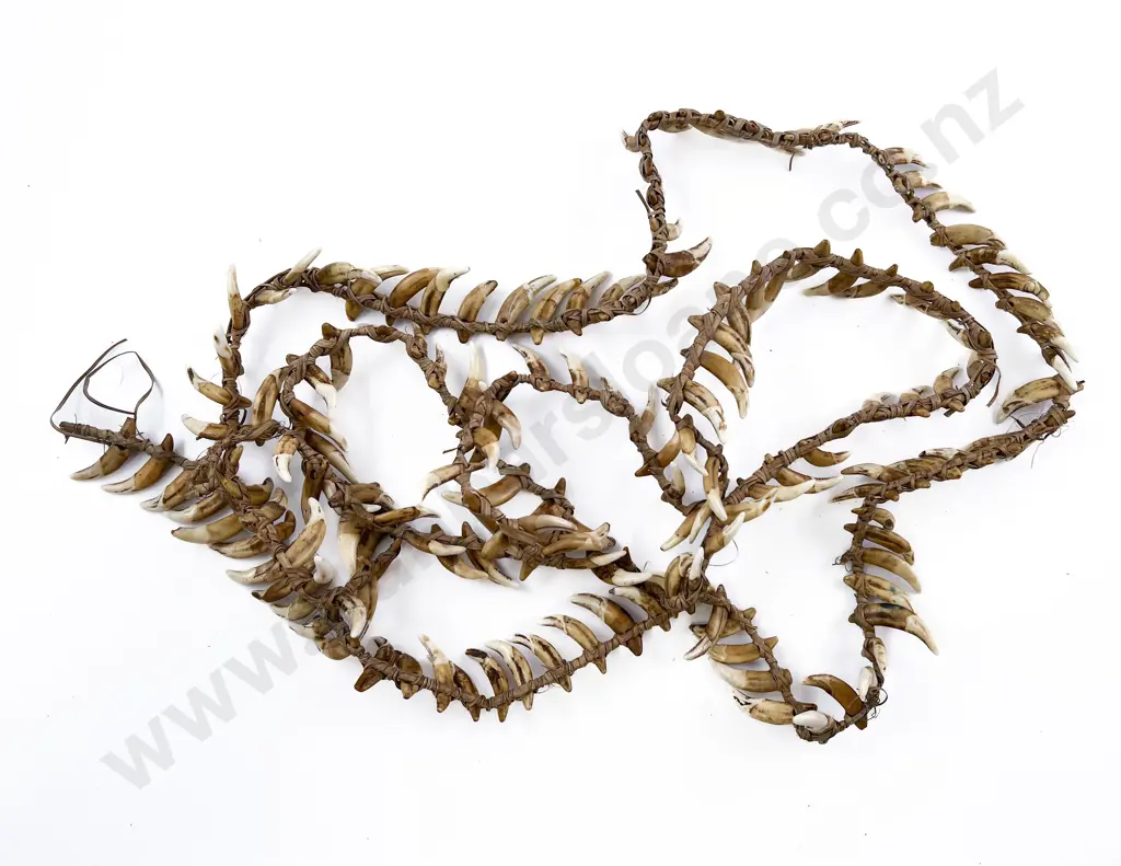 A Large Papua New Guinea Warriors Dog Tooth Necklace Image 1++