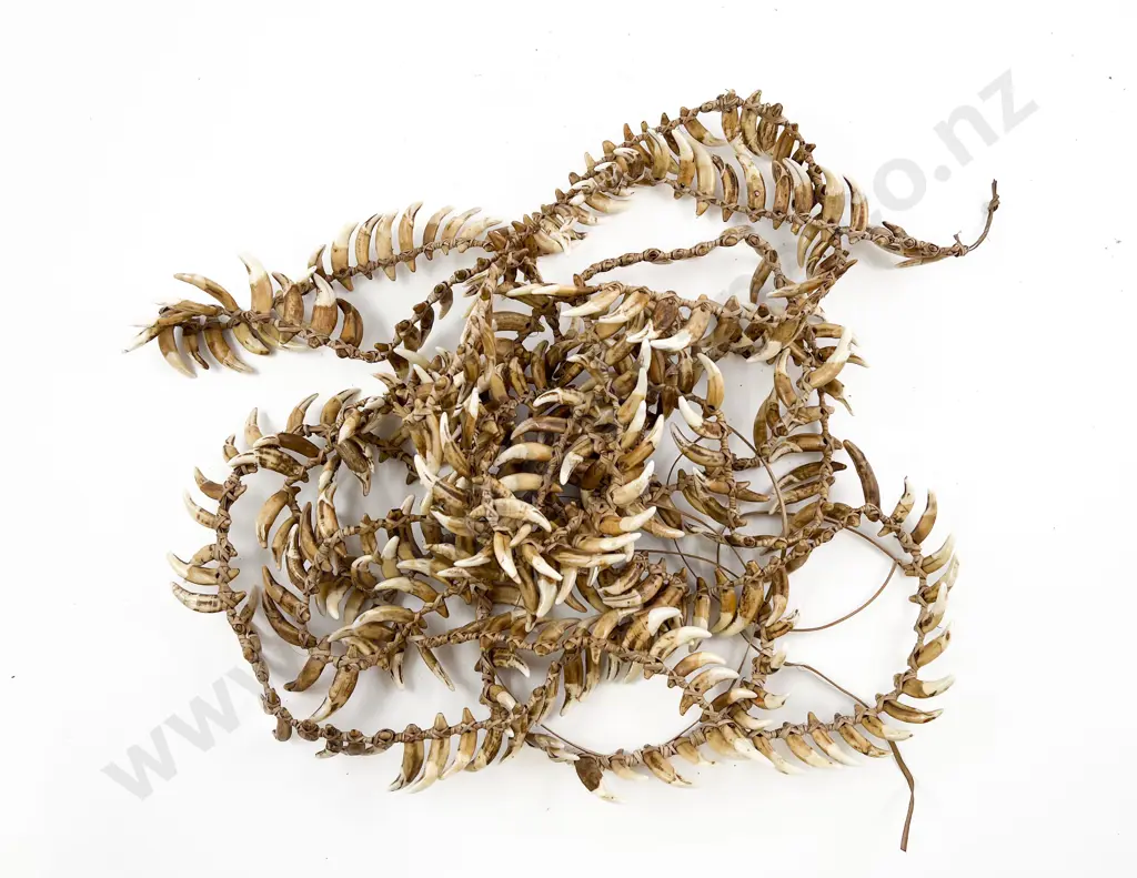 Extravagantly Large Papua New Guinea Warriors Dog Tooth Necklace Image 1++