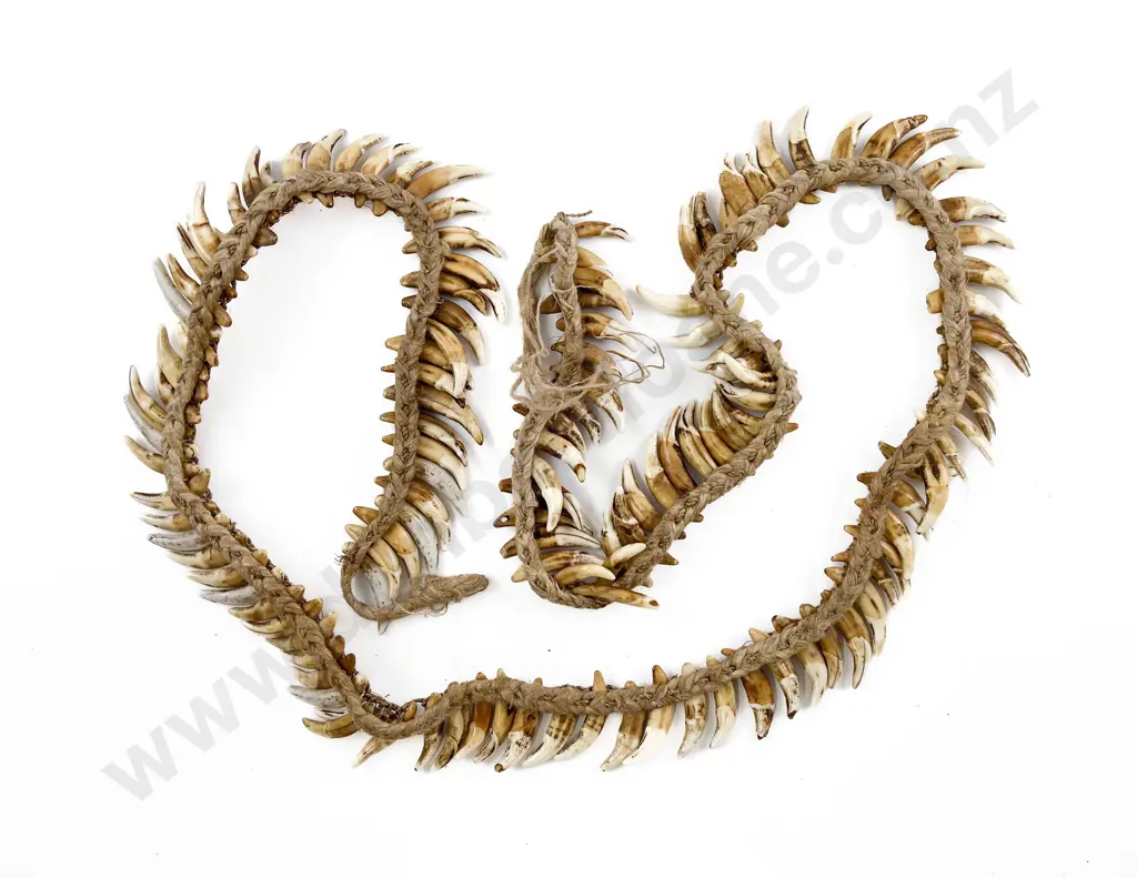 A Papua New Guinea Warriors Dog Tooth Necklace Image 1++