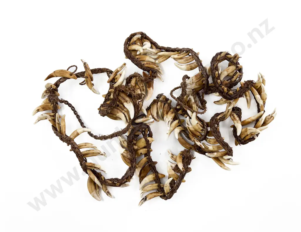 A Papua New Guinea Warriors Dog Tooth Necklace Image 1++