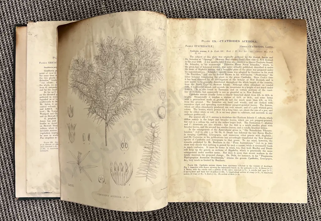 Vintage Illustrated Botanical Study Reference Volume Image 1++