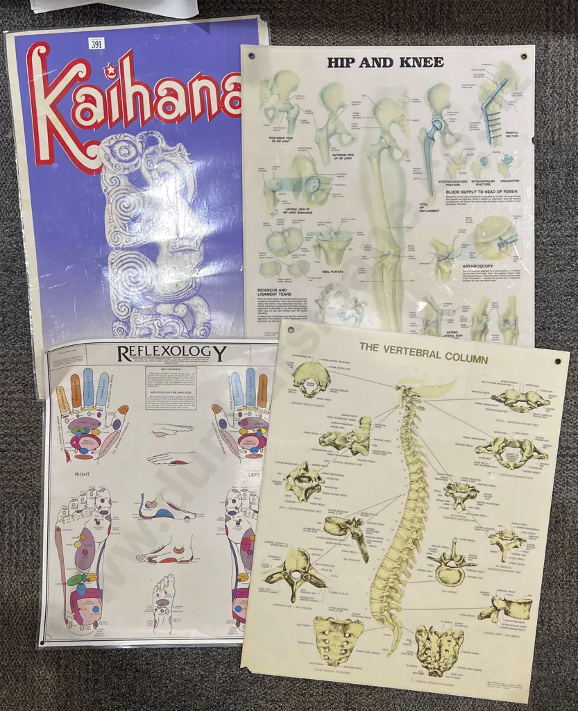 Three Assorted Biology Diagrams and Other Image 1++