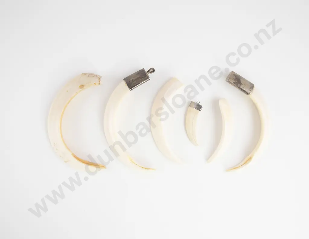 Six Boar Tusks Image 1++