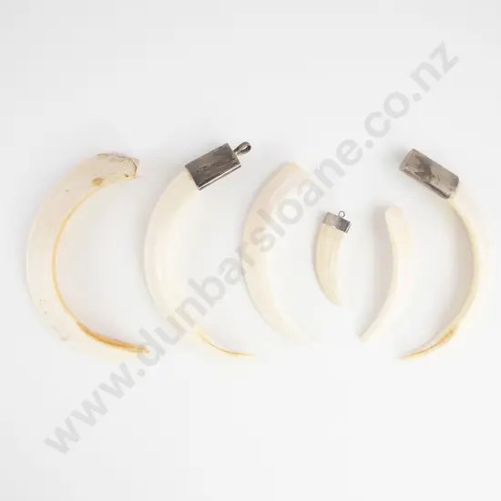 Six Boar Tusks