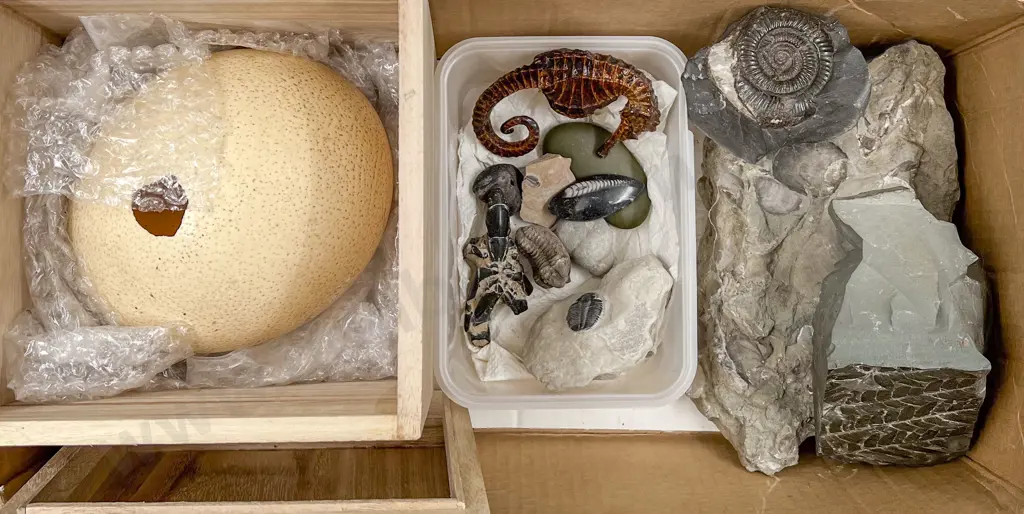 Small Collection of Fossils and Large Ostrich Egg Image 1++