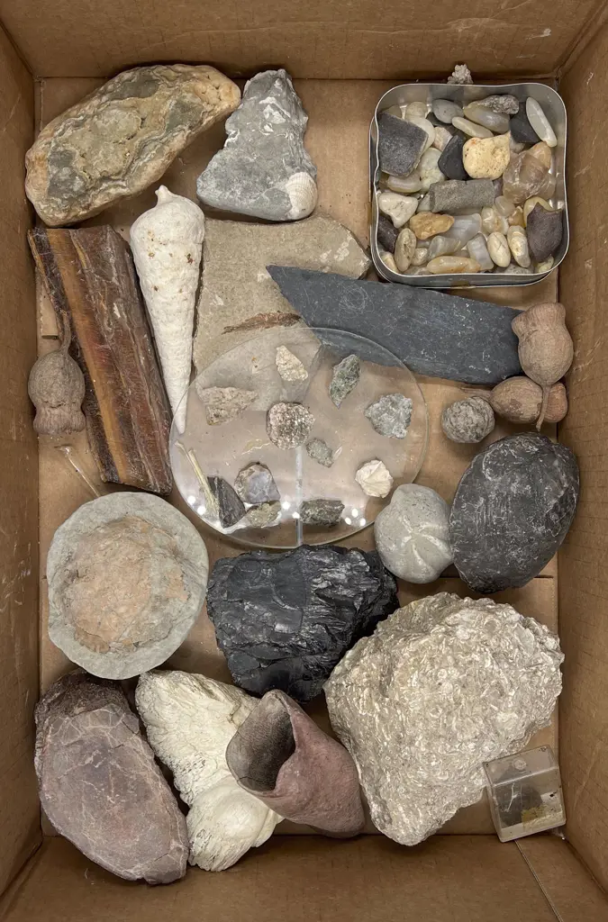 Collection of Fossils Image 1++