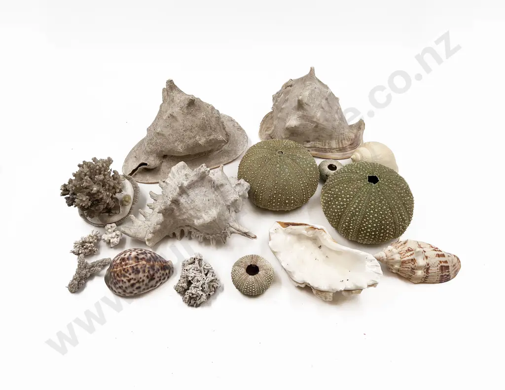 Two Large Conch/Cameo Shells and Others Image 1++