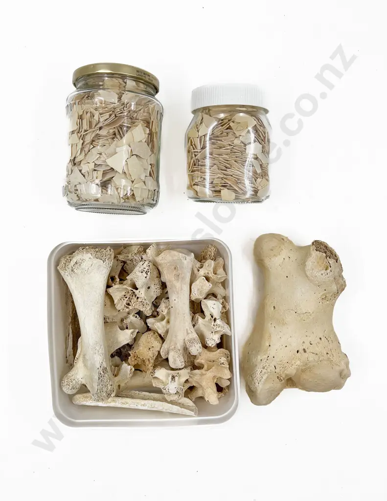 Small Collection of Moa Bones and Shell Shards Image 1++